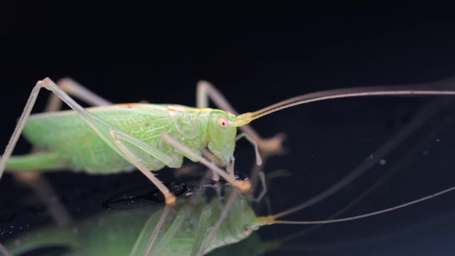 a green grasshopper is on a windshield and eats the remains of insects