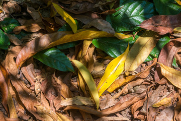 Autumn leaves on the ground