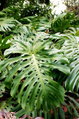 Green leaves of Monstera philodendron, plant growing in botanical garden, tropical forest plants,...