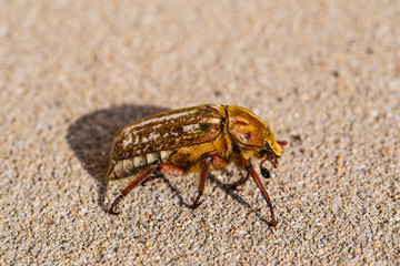 Anoxia orientalis is a genus of dung beetle in the family Scarabaeidae.