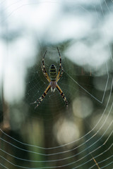 Argiope bruennichi (wasp spider) is a species of orb-web spider. Arachnids in the dew at dawn.