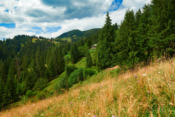 Spruces on hills - beautiful summer landscape, cloudy sky at bright sunny day. Carpathian mountains. Ukraine. Europe. Travel background.