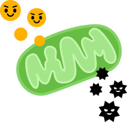 エネルギーと活性酸素を生産するミトコンドリア