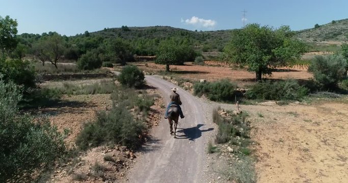 vuelo dron siguiendo a un jinete vaquero con sombrero montado a caballo de paseo en campo de olivos