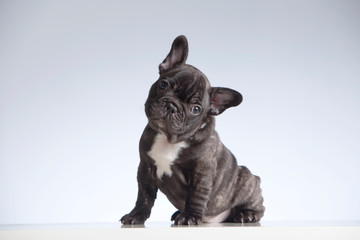 Cachorro de bulldog francés con la cabeza ladeada