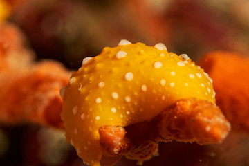 Obraz na płótnie Canvas Sea slug Phyllidia flava at Telašćica Nature Park