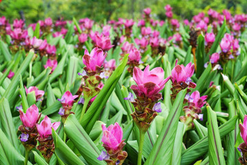 Curcuma sessilis flower with green background.         