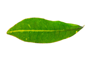 Naklejka na ściany i meble Closeup image of tropical green fresh leaf isolated at white background.