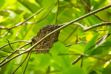 caterpillar on leaf