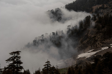 Landscape of the hills with trees covered by white fog