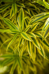 green leaf background