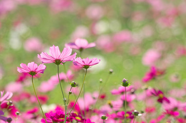 Obraz na płótnie Canvas closeup of pink cosmos flowers