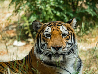 Fototapeta premium Beautiful tiger lying in the grass. The tiger was photographed in the open space of the Safari Park. Tiger close-up photo.