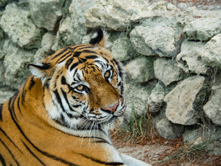 Beautiful tiger lying. The tiger was photographed in the open space of the Safari Park. Tiger close-up photo.