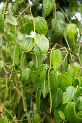  betel green plant in the garden