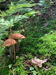 mushroom in forest