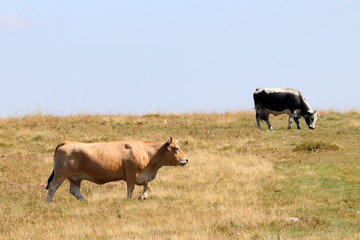 Deux vache en Alsace