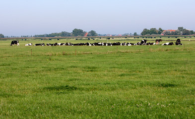 Cows in meadow. Farming. The Netherlands.