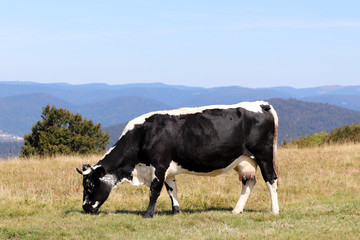 La vache noir et blanche dans la prairie