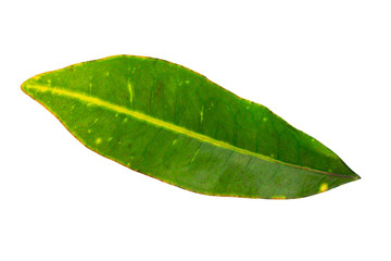 Naklejka na ściany i meble Closeup image of tropical green leaf isolated at white background.