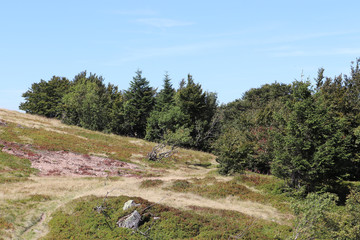 Fototapeta premium Petit chemin d'Alsace