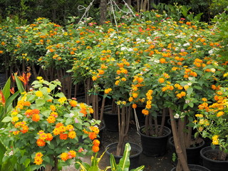 Colorful many Lantana camara flower blossom with green leaves background, other names include big sage, GhaneriMarathi, wild sage, red sage, whites age, tick berry, West Indian lantana, and umbelant.