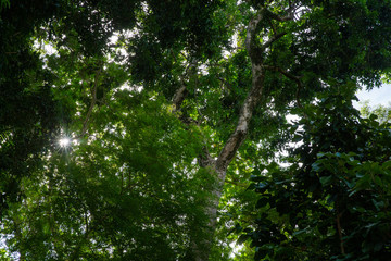 tree in forest