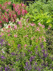 Soft focus Spring Pink, purple and red forget me not flowers or Scorpion grasses (Myosotis arvensis) blossom blooming on branches in garden with green nature blurred background.