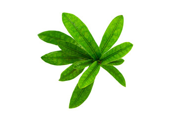 Obraz premium Closeup image of green tropical leaves branch isolated at whitr background.