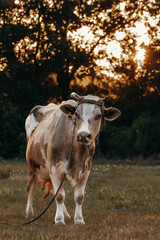 cow in field