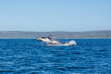 Humpback Whale Breaching