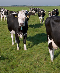 Cows in meadow. Farming. The Netherlands. Cattle breeding