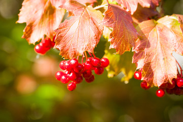 Red viburnum. Berries of viburnum. Beautiful bright berries of viburnum red. Fresh harvest, photo...