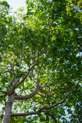 green leaves of tree