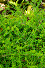 background of green leaves