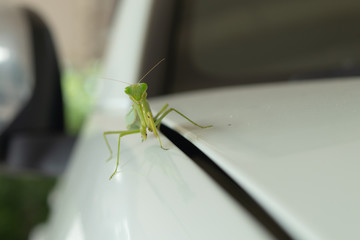 Mantis
