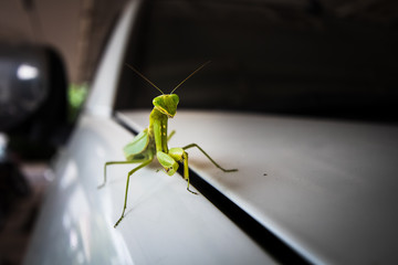 praying mantis