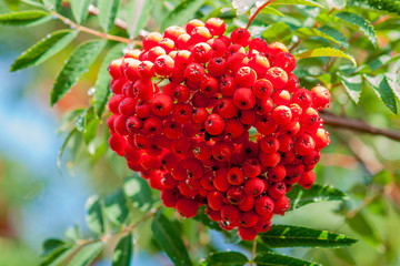 Rowan branch with a bunch of red ripe berries against a blue sky
