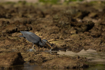 great blue heron in water