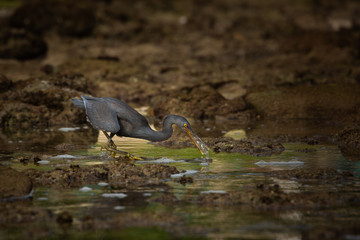 Fototapeta premium great blue heron in water