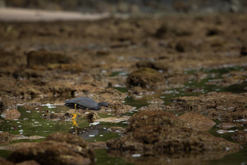 great blue heron in water