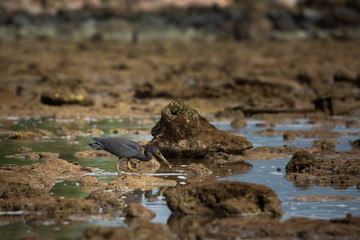 great blue heron in water