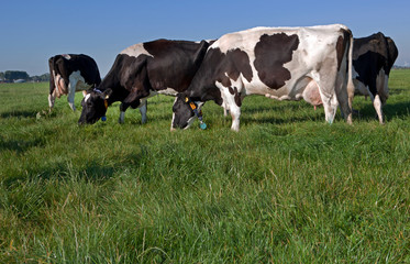Naklejka na ściany i meble Cows in meadow. Farming. The Netherlands. Cattle breeding