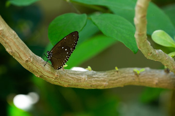 butterfly on leaf