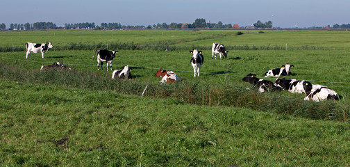 Cows in meadow. Farming. The Netherlands. Cattle breeding