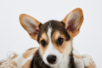 adorable welsh corgi puppy in blanket isolated on white