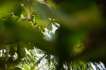 green leaves in the rain