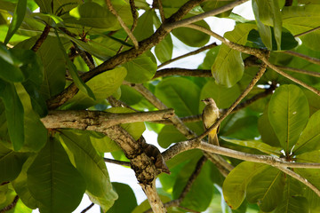  A squirrel on a tree frog on leaf