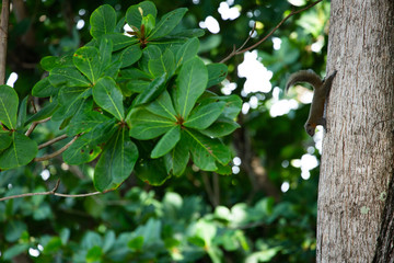  A squirrel on a tree frog on leaf