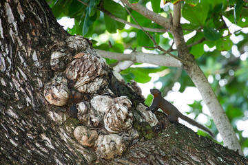  A squirrel on a tree frog on leaf